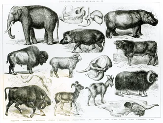 Ungulata or Hoofed Animals