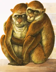 Unidentified monkeys