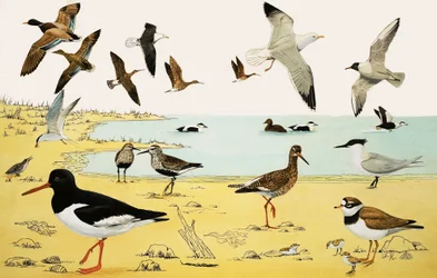 Unidentified seabirds montage