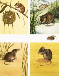 Unidentified small mammals montage including mice and vole