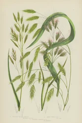 Upright Brome Grass, Hairy Wood Brome Grass, Upright Annual Brome Grass
