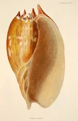 Veluta Georgina, Hand Coloured Engraving