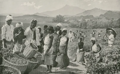 View of a Tea-Garden in Ceylon