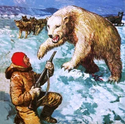 Vilhjalmar Stefansson being attacked by a polar bear