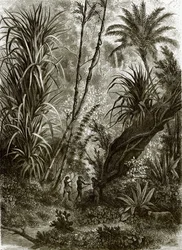 Virgin Forest in Kar-Nikobar (Indian Ocean)