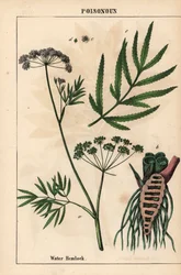 Water hemlock showing leaves, root structure and flowers. Cicuta virosa, from 