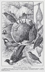 Weaver-birds and their nests