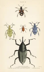 Weevils and beetles: Curculio latreillii, Curculio sexdecempunctatus, Trichaptus mutillarius, Pissodes castaneus and Calandra heros