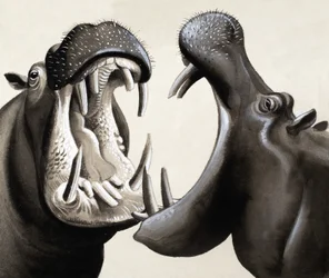 When Hippos Attack!