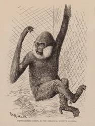 White Cheeked Gibbon, at the Zoological Society