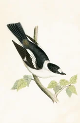 White Collared Flycatcher, Illustration from 