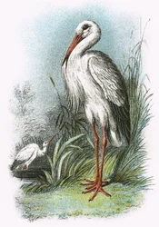 White Stork