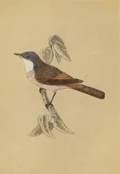Whitethroat