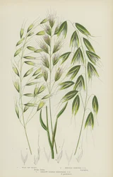 Wild Oat Grass, Bristle Pointed Oat Grass, Narrow Leaved Perennial Oat Grass
