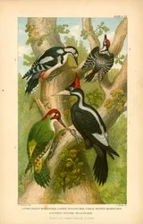 Woodpeckers