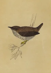 Wren