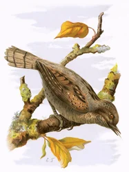 Wryneck