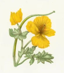 Yellow Horned Poppy