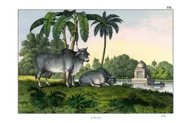 Zebu