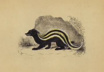 Zorilla