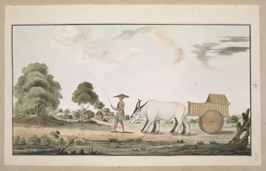 A bullock cart and driver