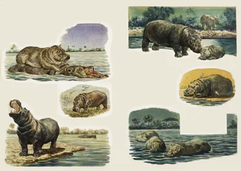 Peeps Into Nature: The Hippopotamus