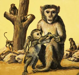 Rhesus Monkey