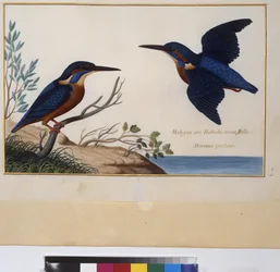 Full page: animal study, c.1650-75