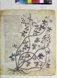Rubus Tomentosus
