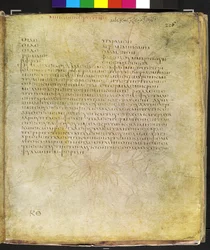 Full page: text for yellow horned poppy