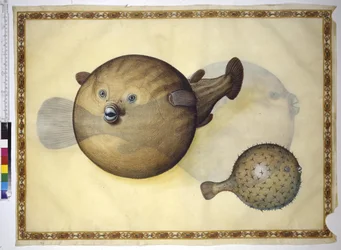 Full page: two pufferfish against neutral backdrop