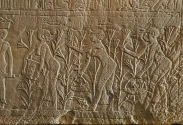 Women Gathering Flowers to Make Perfume