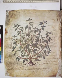 Dioscorides Herbarium: Plant Study and Text
