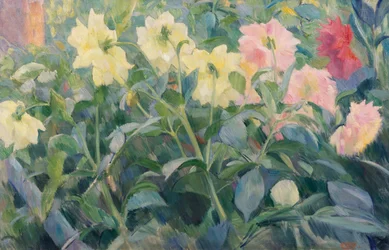 Dahlia