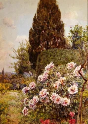 Peonies, Coddington, near Ledbury