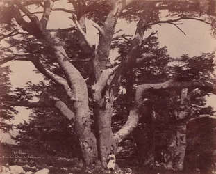 Mt. Liban. Trunk of one of Solomon