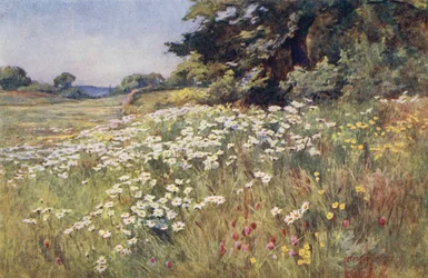 Sunshine in Meadowland