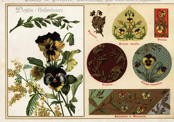 Images of Pansies and Mimosa from Manuscripts and Their Application