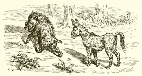 The Boar and the Ass