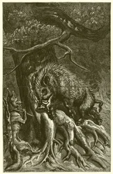 The Fox and the Boar