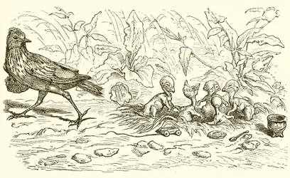 The Lark and her Young Ones