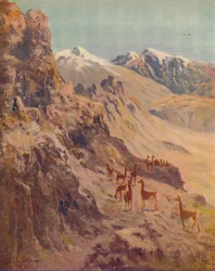Guanaco