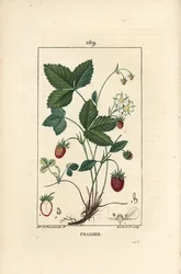 Strawberry Cultivated