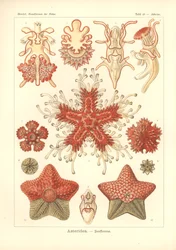 Asteridea - Sea Star, Plate 40 from 