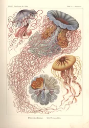 Discomedusae - Scheibenquallen, Pl. 8 from 