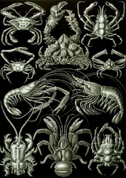 Examples of Decapoda 