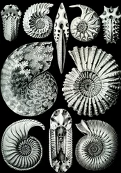 Illustration of Ammonitida from 