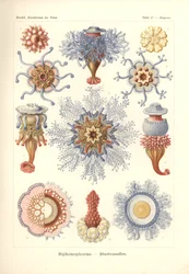 Siphonophorae - Jelly Fish, from 