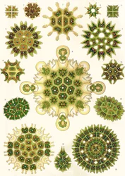 Varieties of Pediastrum from 