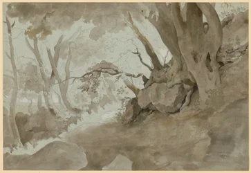 Study of Trees and Rocks